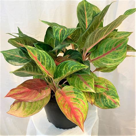 10" Aglaonema Pink - Flowers Talk Tivoli