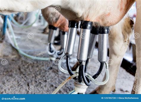 Cow Milking Facility and Mechanized Milking Equipment. Dairy Farm Stock Photo - Image of ...