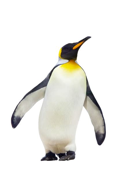 Penguin walking PNG Image | Emperor penguin, Penguin pictures, Penguins