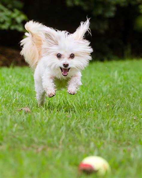 Maltipoo Dog Breed - Your Guide To The Adorable Maltese Poodle Mix