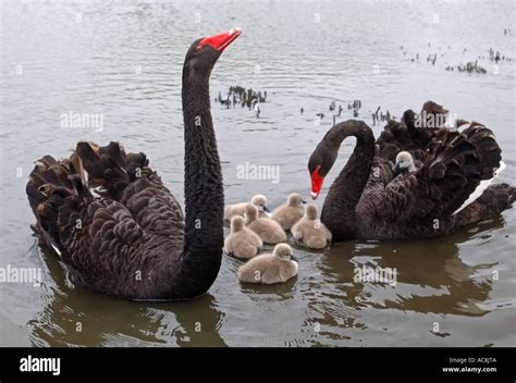 Black swan cygnet cygnets baby swan swans, Abbotsbury Swannery Stock Photo, Royalty Free Image ...