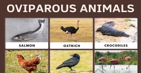 Oviparous Animals: List of Popular Animals that Lay Eggs • 7ESL