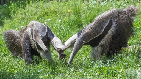 Giant Anteater Tongue Stock Photos, Pictures & Royalty-Free Images - iStock