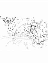 Scottish Highland Cattle coloring Page  Super Coloring sketch template