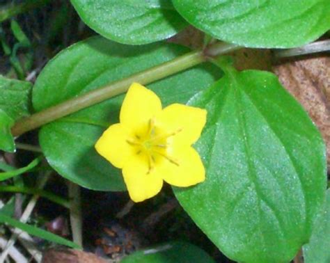 Creeping Jenny - Lysimachia nummularia