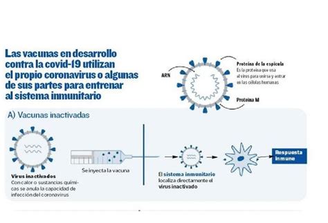 Las cuatro tácticas de las vacunas para entrenar al sistema inmunitario ...