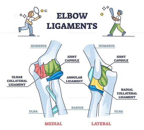 Elbow ligaments with medical medial or lateral xray structure outline diagram - VectorMine