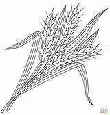Wheat Coloring Page  Free Printable Coloring Pages sketch template