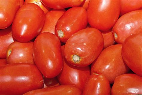 Roma Tomatoes | Produce Geek