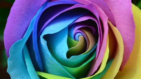 Colorful Rose 4K Wallpapers | HD Wallpapers | ID #22373