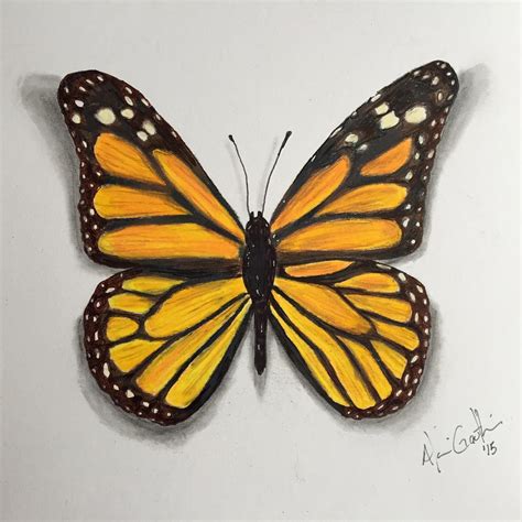 Realistic Butterfly Sketch at PaintingValley.com | Explore collection of Realistic Butterfly Sketch