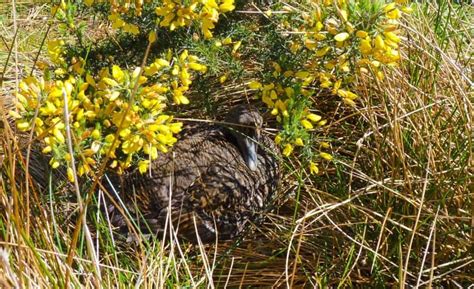 Common Eider - British Waterfowl Association