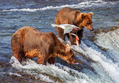 Grizzly Bears Fishing at Brooks Falls jigsaw puzzle in Waterfalls ...