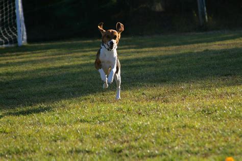 How to Select Beagle Toys?