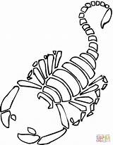 Scorpion 7 coloring page  Free Printable Coloring Pages sketch template
