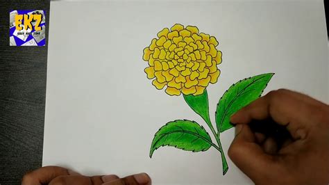 how to draw marigold flower,marigold flower drawing easy,marigold flower drawing step by step ...