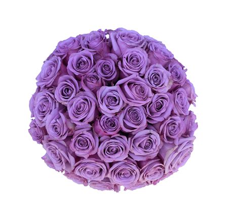 Buy 2 Dozen Farm Fresh Purple Roses Bouquet By JustFreshRoses | Long Stem Fresh Purple Rose ...