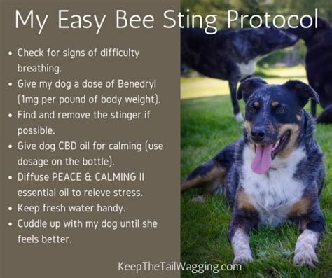 How To Treat A Bee Sting On Dog Paw