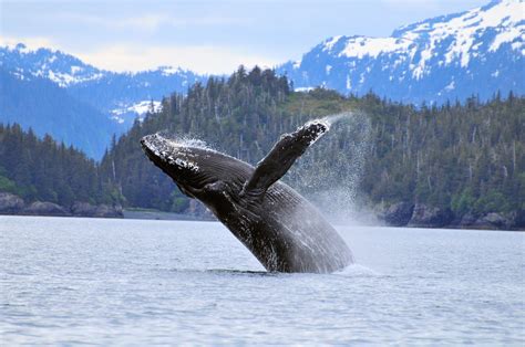 Alaska Wildlife Viewing | Travel Alaska