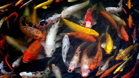 Colorful Carps Koi Fishes Underwater 4K HD Fish Wallpapers | HD ...