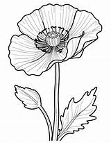 Poppy Coloring Pages  Premium AI Generated Image sketch template