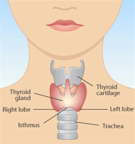 All about the Thyroid: Hypothyroidism - Mary Vance, NC