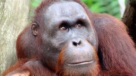 Human-Like Speech Seen In Orangutans For The First Time | NOVA | PBS