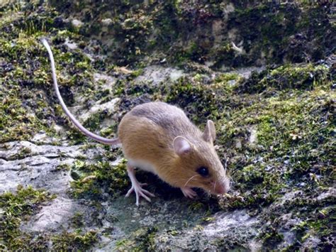 Woodland Jumping Mouse (Mammals of Massachusetts) · iNaturalist