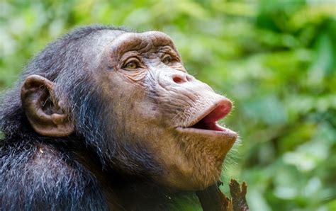 Human Speech Evolution Gets Lip-Smacking Evidence - Scientific American