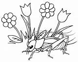 Four Funny Cricket Insect Coloring Pages For Kids  sketch template