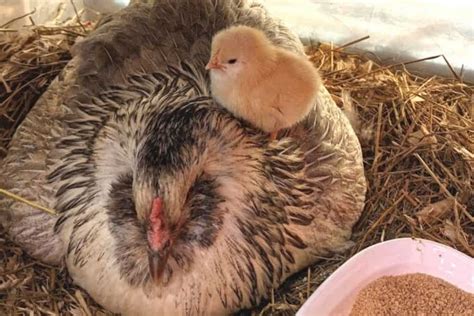 How To Care For Baby Chicks - Guide To Raising Chickens In Your Backyard