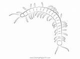 Centipede Coloring Page Coloringcrewcom Sketch sketch template
