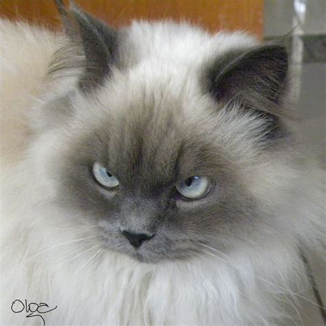 blue point himalayan cat. | Animals | Pinterest | Himalayan, Himalayan Cat and Blue