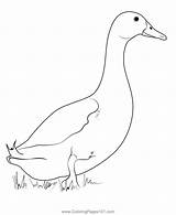 Pekin Duck Coloring Page For Kids  Free Ducks Printable Pages sketch template