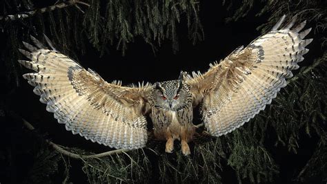 Great Horned Owl Hunting