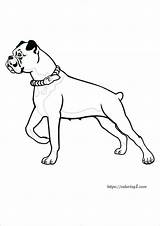 Boxer Dog Coloring Pages  2 Free Sheets 2021 sketch template