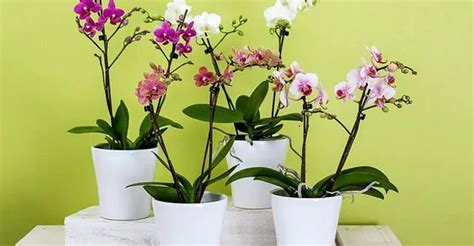 Do Orchids Die Due To Direct Sunlight? – Light Requirements Guide - Gardenzy