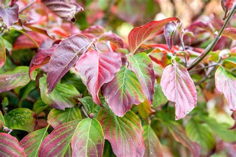 Dogwood Tree: Types, Planting, And Growing Guide, 43% OFF