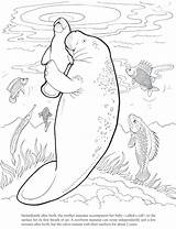 Manatee Coloring Pages Printable At GetDrawings  Free Download sketch template