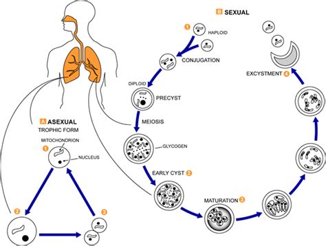 CDC - DPDx - Pneumocystis