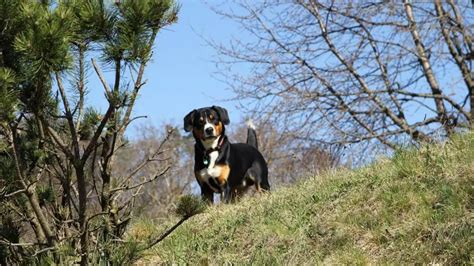 Entlebucher Mountain Dog | Breed Info, Guide & Care