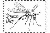 Crane Fly Coloring Page For Kids Graphic By MyCreativeLife · Creative  sketch template