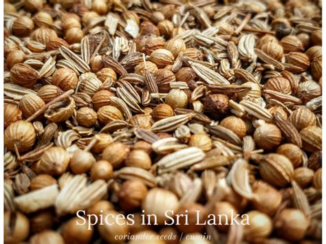 Spices in Sri Lanka by Neyomal Rangeeth on Dribbble