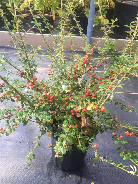 Cotoneaster dammeri Coral Beauty 1 Gallon Pot Size Plant | Etsy