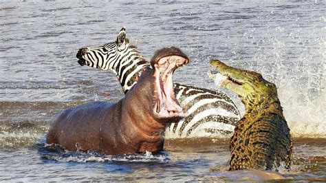 Hippo vs Crocodile - What Animal can Beat a Hippo? - Hippo Haven