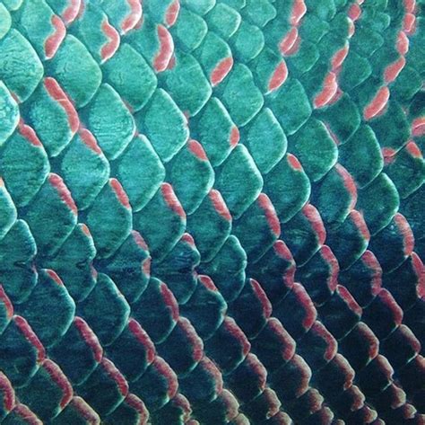 dolphinjazz | Patterns in nature, Fish scale pattern, Fish scales