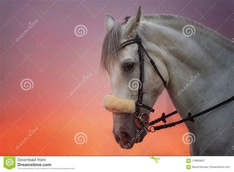 White Horse Portrait at Sunset. Stock Image - Image of light, colorful: 119665807