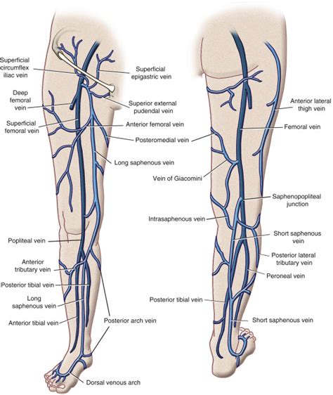 Vascular Anatomy of the Lower Limb | Radiology Key