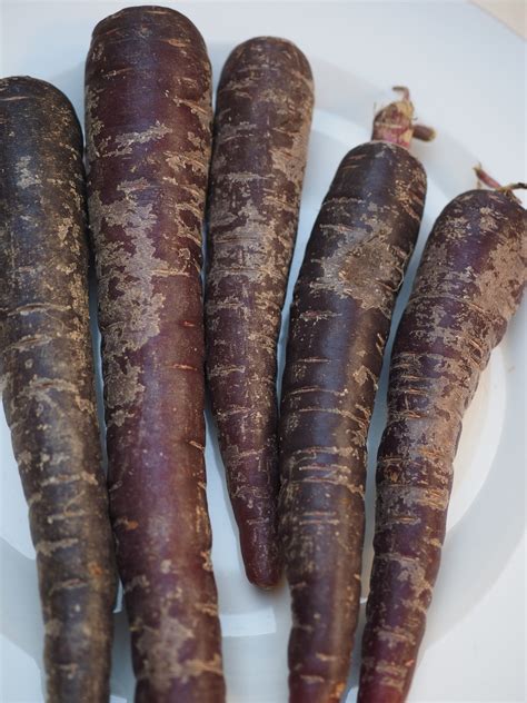 purple carrot - Growstuff