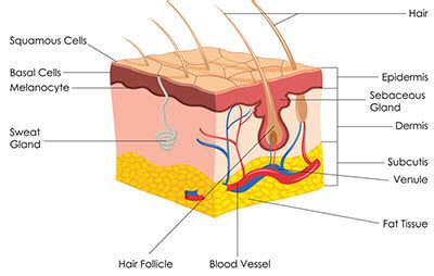 Skin Pigment Definition | Wentworth Clinic